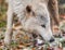 Blonde Wolf (Canis lupus) Sniffs Right Closeup