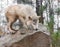 Blonde Wolf Stands on Top of Rock