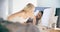 Blonde woman and man smiling, standing up. Couple in love morning wake up at home in bedroom. Caucasian girlfriend and