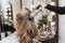 A blonde woman is wound a lock of hair on a curling iron in a professional beauty salon. Close-up