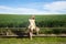 Blonde, young, pretty farm woman, sitting on a wooden fence. In the background a green wheat field and blue sky. The woman is