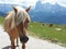 Blondie horse close up in Dolomiti mountains