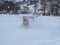 Blone Carolina Dog Caught in a Snow Drift Running and Playing with Other Dogs on a Cold Winter Day in Colorado