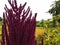 Blood amaranth grows in a flower bed. beautiful and unusual, perennial plant. dried flowers for stylish and fashionable bouquets.