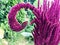 Blood amaranth grows in a flower bed. a flower of an unusual shape. unusual branch for creating a bouquet and flower arrangement.