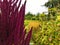 Blood amaranth grows in a flower bed. perennial flowers for creating flower arrangements. bright bouquets for the interior, home