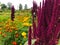 Blood amaranth grows in a flower bed. red, fluffy, large plant. marigolds and other flowers grow next to amaranth. bright plant