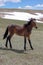 Blood bay colt wild horse in the Pryor mountains of Montana USA