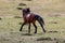 Blood bay wild horse stallion running fast in the western USA