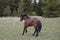 Blood bay wild horse stallion trotting away in the mountains of the western USA