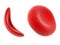 Blood cell