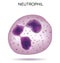 Blood cell Neutrophil