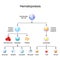 Blood cell types. hematopoiesis