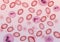 Blood Cells in Plasma - Vector Illustration