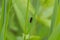 Blood cicada Cercopis vulnerata crawls onto a green reed