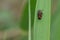 Blood cicada Cercopis vulnerata crawls onto a green reed