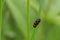 Blood cicada Cercopis vulnerata crawls onto a green reed