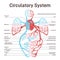 Blood circulatory system of human body. Large and small circle of blood