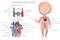 Blood circulatory system system in kid body.