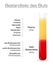 Blood Components German Names Plasma Red White Blood Cells