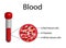 Blood Composition. Platelets, red blood (erythrocytes) and white blood cells (leukocytes).