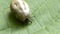 A blood-filled tick crawling on a green leaf