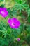 Blood geranium flowers