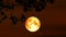 Blood harvest moon Moon back on dark cloud on silhouette dry tree and night sky
