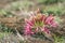 Blood lily flower in Kruger National park, South Africa