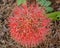 Blood Lily Scadoxus multiflorus