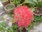 Blood Lily or  Scadoxus multiflorus close-up