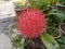 Blood Lily or  Scadoxus multiflorus close-up