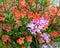 Blood Orange Bush Monkeyflower and One Leaf Onion