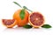 Blood orange fruit oranges slice slices with leaves isolated on