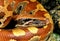 Blood Python, python curtus, Adult, Close up of Head