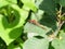 Blood-red darter on green leaf