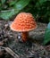 Blood red fungus grows on the ground in moist forests