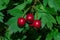 Blood-red hawthorn or Siberian hawthorn Latin: Crataegus sanguinea close-up. It is very useful in medicine for diseases of the