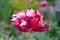 Blood red parrot tulip in urban rooftop garden