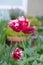 Blood red parrot tulips in urban rooftop garden