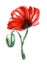 Blood-red poppy flower on black stalk isolated on white background with red and black paint spots. Watercolor hand drawn