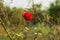 The blood red roses bloomed on a dead dried leafless tree