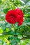 Blood red roses in the garden plant cultivation horticulture bunch of flowers