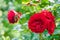 Blood red roses in the garden plant cultivation horticulture bunch of flowers