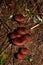 The blood red webcap Cortinarius sanguineus