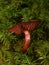 The blood red webcap Cortinarius sanguineus