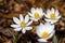 Blood Root blooming in the early morning sun.