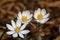 Blood Root blooming in the early morning sun.