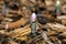 Blood Root blooming in the early morning sun.