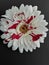 Blood soaked white flower blossom on a black background for Halloween decoration